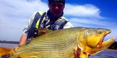 Amaon-Angler.com dorado.jpg